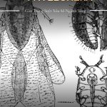 Phylloxera: Côn Trùng Suýt Xóa Sổ Ngành Vang