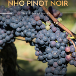 Nho Pinot Noir Khó Trồng Nhất Vì Sao?
