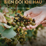 Biến Đổi Khí Hậu Thay Đổi Ngành Rượu Thế Nào?
