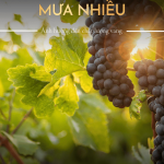 Mưa Nhiều Làm Giảm Chất Lượng Vang Ra Sao?