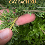 Bách xù quyết định rượu gin