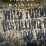 Black Mold: Vì Sao Xuất Hiện Quanh Nhà Máy Cognac?